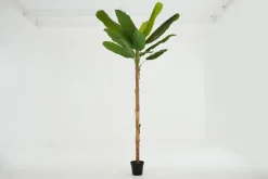 Jeux De Société Et Lifestyle|Décoration<Flamant BANANA TREE, plante Vert